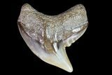 Colorful Fossil Tiger Shark (Galeocerdo) Tooth - Virginia #71153-1